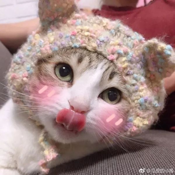 俊介犬舍推荐,俊介犬猫