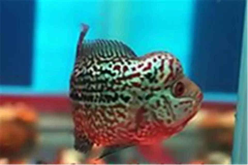 蹭缸能自愈吗,鱼蹭缸子是什么病