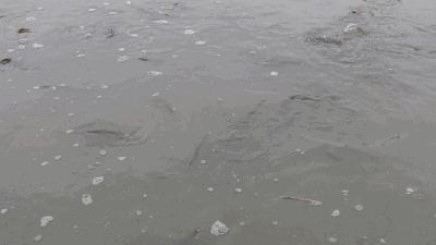 杭州萧山55岁大叔8万元泥鳅苗预计有66万收入！