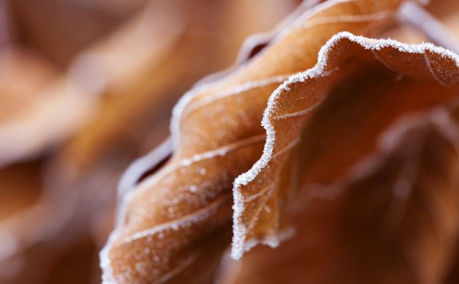 霜降时节喝杯茶,霜降后还可以喝姜枣茶吗