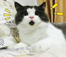 买床品都是纯棉价格为什么不同,同样一百支的床品为何价格差别大