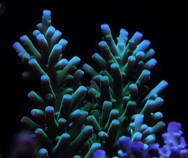 水管工人的美缸,美出新高度!