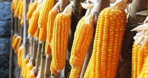 补贴丨通辽后旗的玉米补贴一亩120.15元