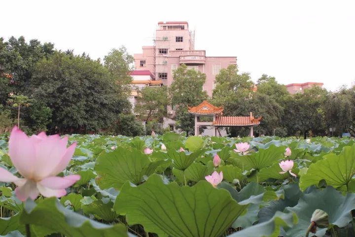 「村居行」荷叶田田，古韵悠扬！寻访禅城这条古村，沉醉不知归路