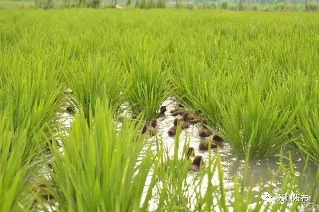 苏州最好吃的新米,苏州新米