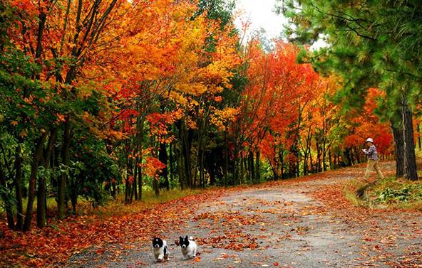 贵阳爬山看风景,贵阳有座望日坡登高赏秋好去处