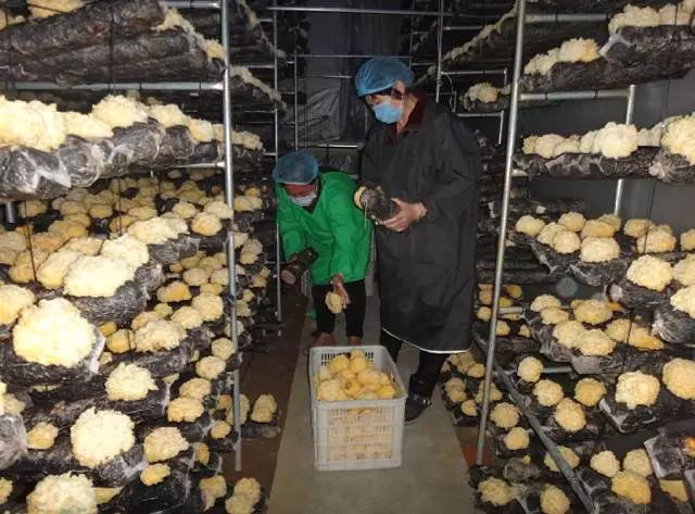 秦皇岛老年人创业项目,秦皇岛花甲老人