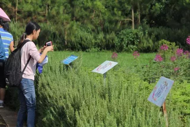 云南花海之行,云南花海基地旅游攻略