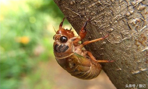 河南知了怎么抓,野外抓回来的知了要给它吃什么