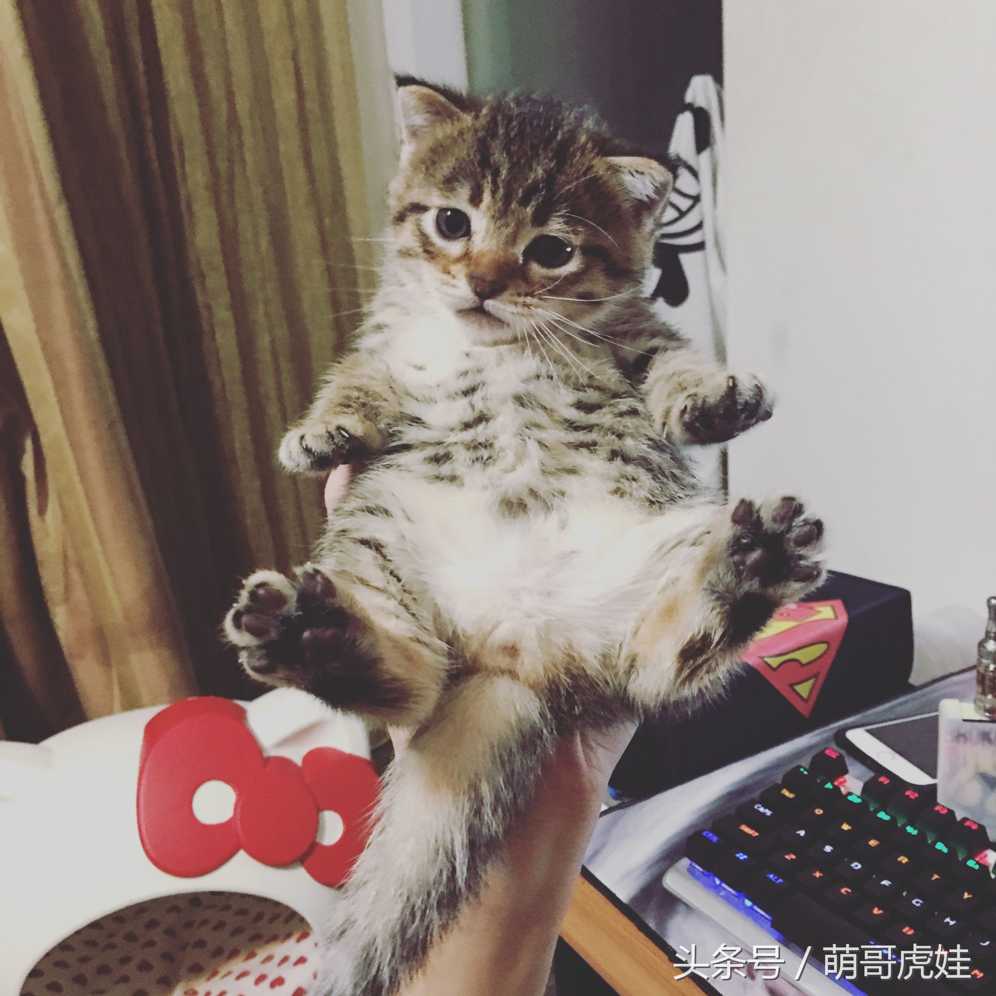 喵星人睡觉懒散,猫咪睡得太死叫不醒正常吗