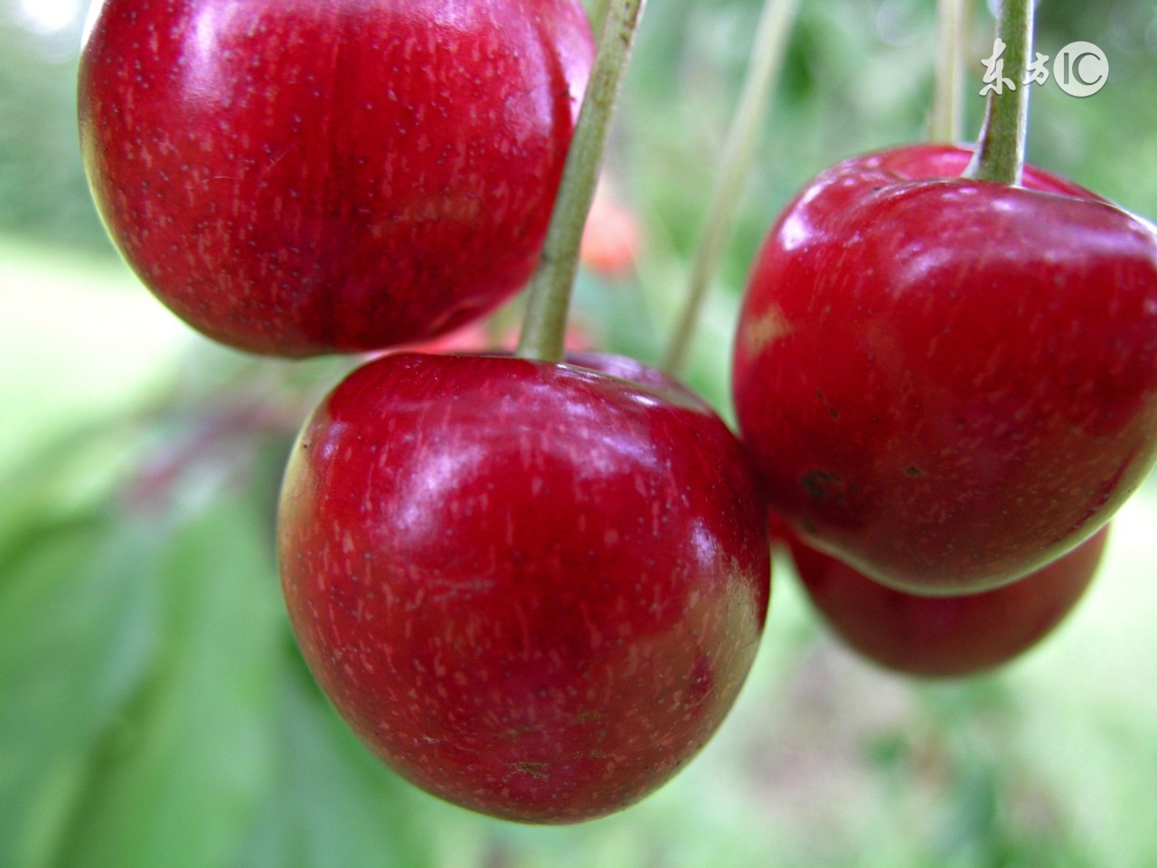 文旦、提子、蛇果、车厘子、凤梨vs柚子、葡萄、苹果、樱桃、菠萝，这些洋名儿你中招了没？