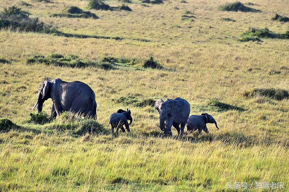 肯尼亚动物大迁徙旅游,肯尼亚迁徙之旅