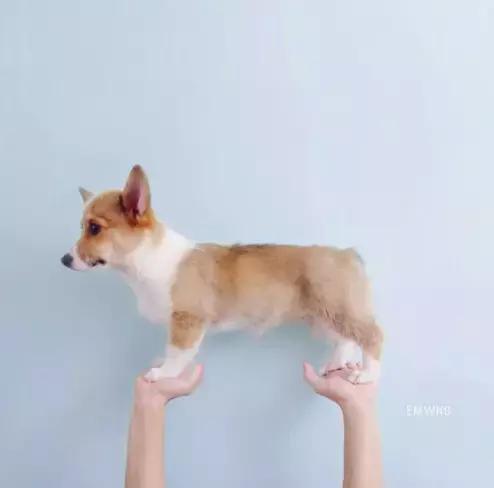 养了一只柯基,养了一只柯基和博美