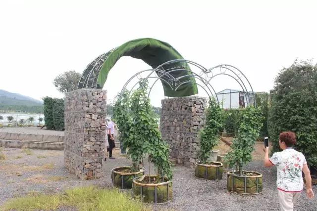 云南花海之行,云南花海基地旅游攻略