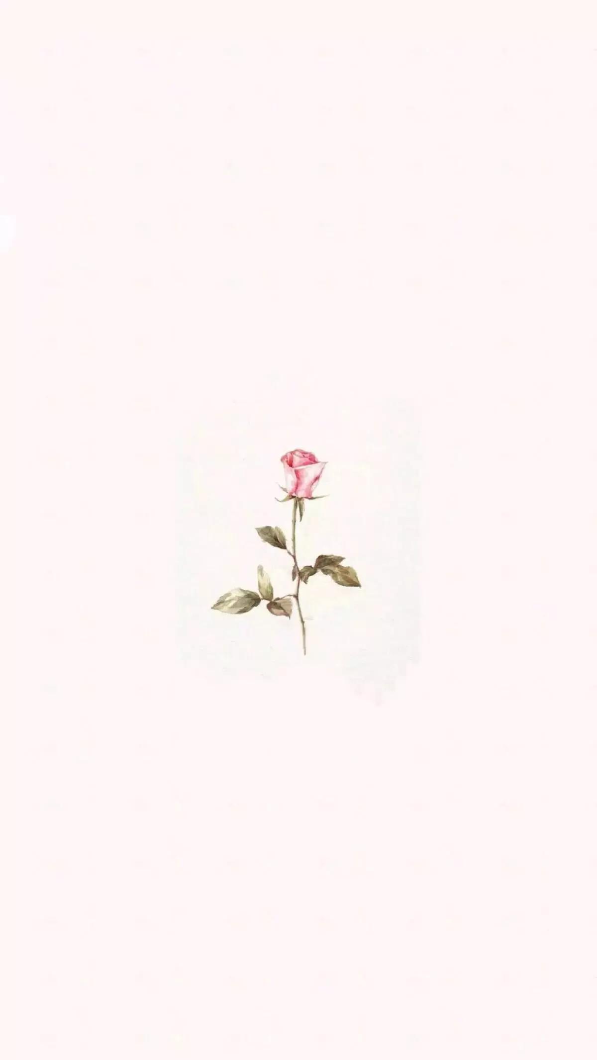 壁纸让人忍不住点赞的纯色壁纸,壁纸真的太适合做聊天背景了