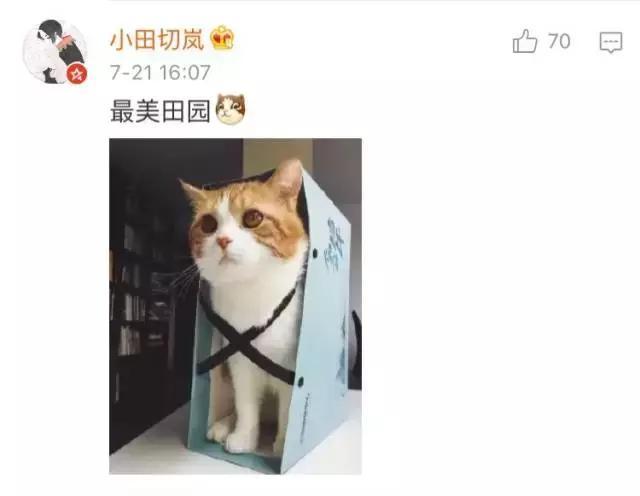 成都流浪猫割双眼皮后的图片,给流浪猫割双眼皮