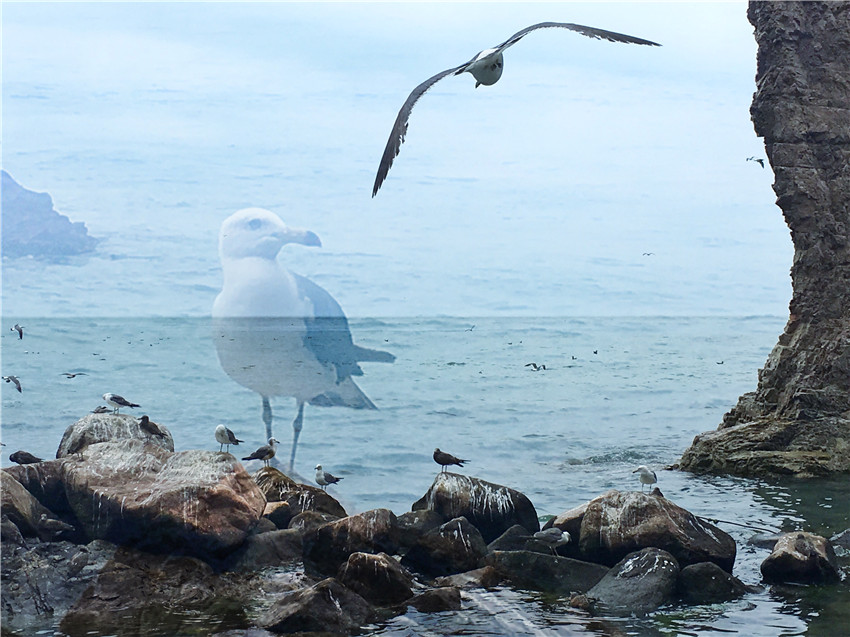 探海外仙境海驴岛,寻找海鸥王国的故事
