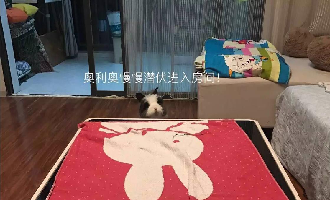 宠物篇-兔子1：想不想养一只甜馨同款的小兔兔呢~来来来~这里有大量萌兔奉上~