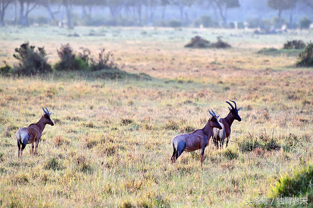 肯尼亚动物大迁徙旅游,肯尼亚迁徙之旅