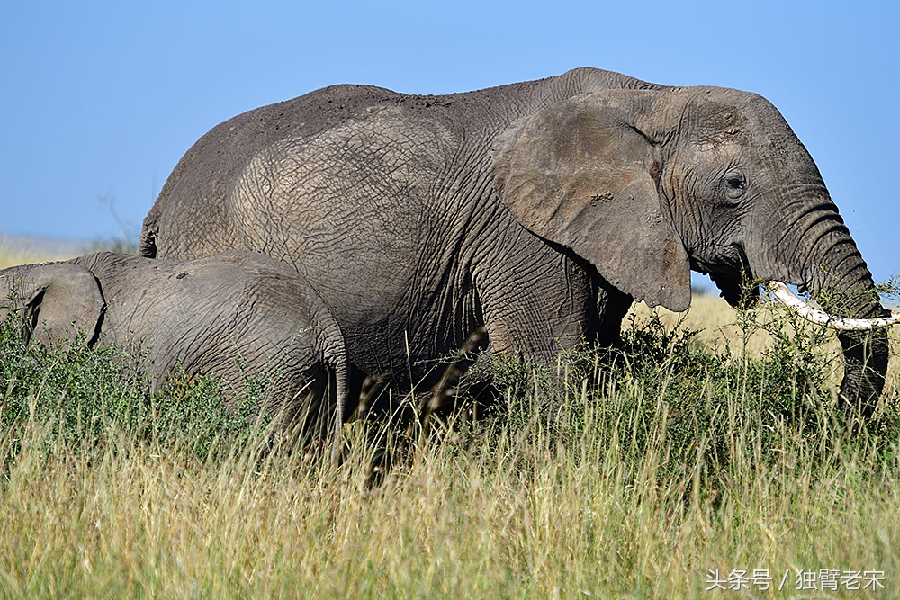 肯尼亚动物大迁徙旅游,肯尼亚迁徙之旅