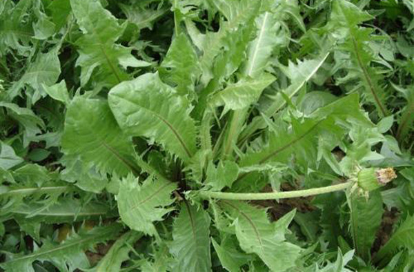 农村常见的中草药有哪些品种,农村常见100种中草药