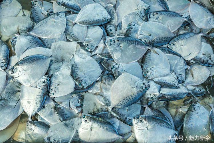 仙本那跳岛简介,仙本那跳岛图