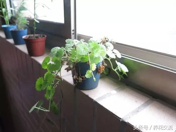 如何救活枯萎的植物,快速救活枯萎的植物