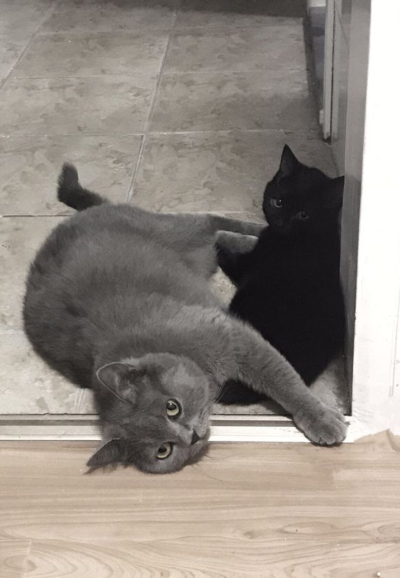 男子晒出被猫妈抓挠的伤痕，网友看后一阵大笑：没咬你算轻的！