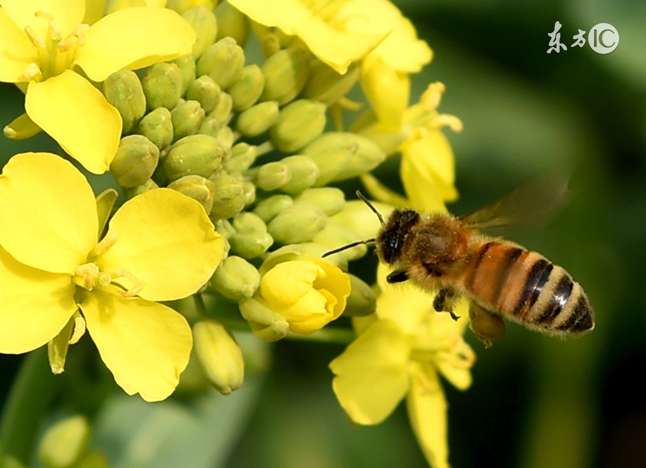 蜜蜂养殖基础知识大全,蜜蜂养殖技术知识普及视频