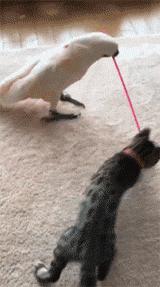 网购时商家送了个小面膜,没想这么小,给猫试了下,这~