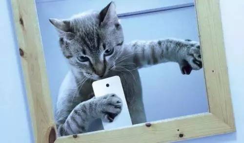 e宠商城和波奇哪个好,波奇宠物和e宠哪个好