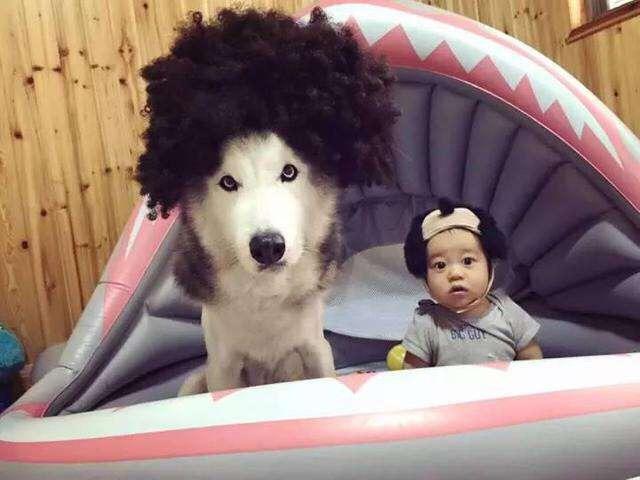 备孕可养狗狗吗,想备孕能养狗狗吗