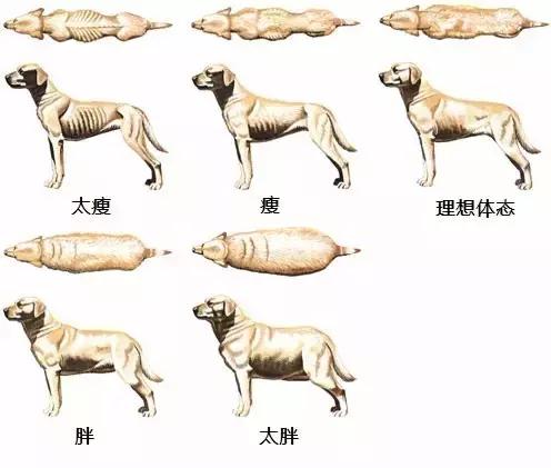 狗狗胖了和猫胖了的区别,怎么判断狗狗肥不肥