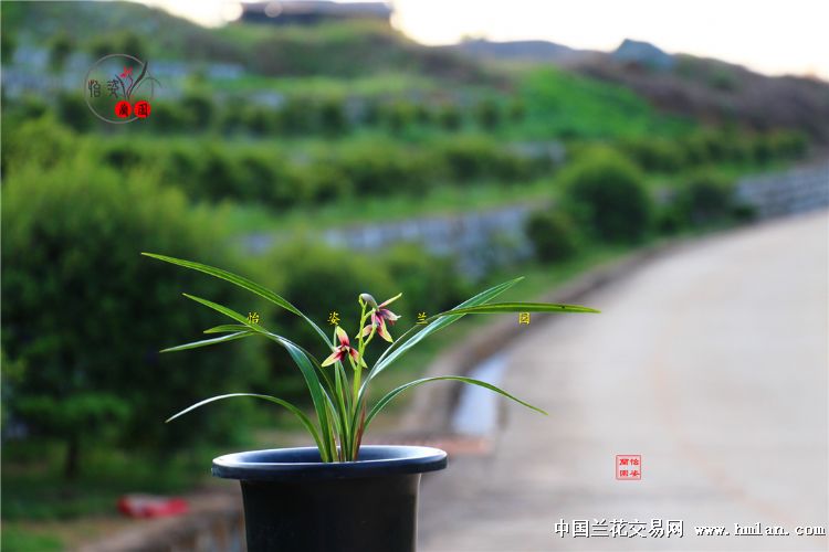 精美四季兰赤诚峨眉晨光花开2017！请欣赏！