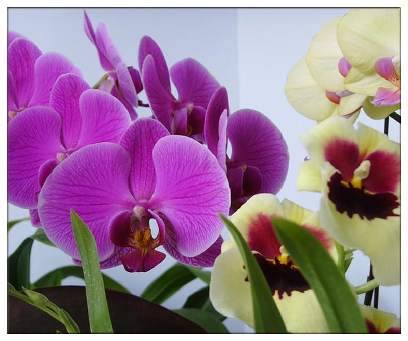 各种常见的花语,一些花的花语