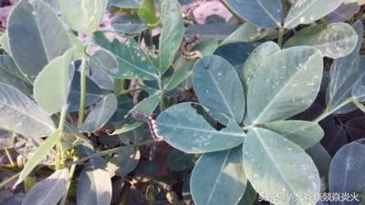 花生地土里的绿色虫子,花生地里面白色的虫子