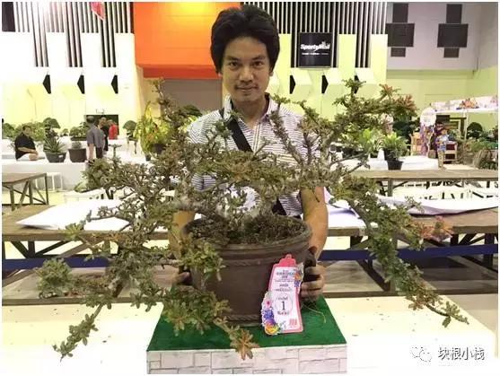 2019上海多肉展仙人球,2023泰国多肉展会直播