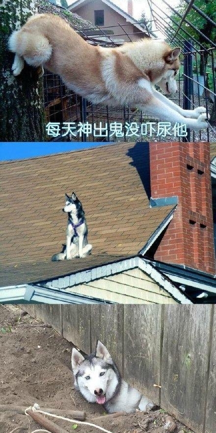 用计谋报复一个人,狗会用什么行为报复主人