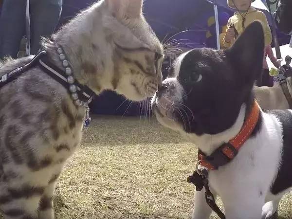 我居然开始羡慕一只狗了……