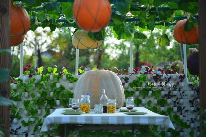 植物美图笔记~各种瓜（葫芦科植物）