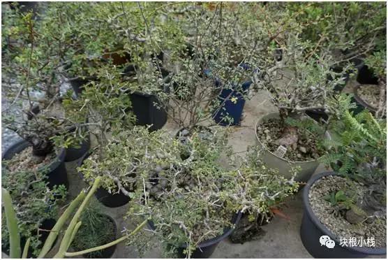 泰国多肉展会,仙人掌与多肉植物新品集粹