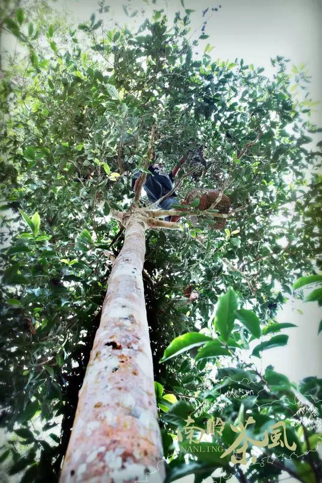 喝起来香醇浓厚的红茶,杏仁香古树红茶