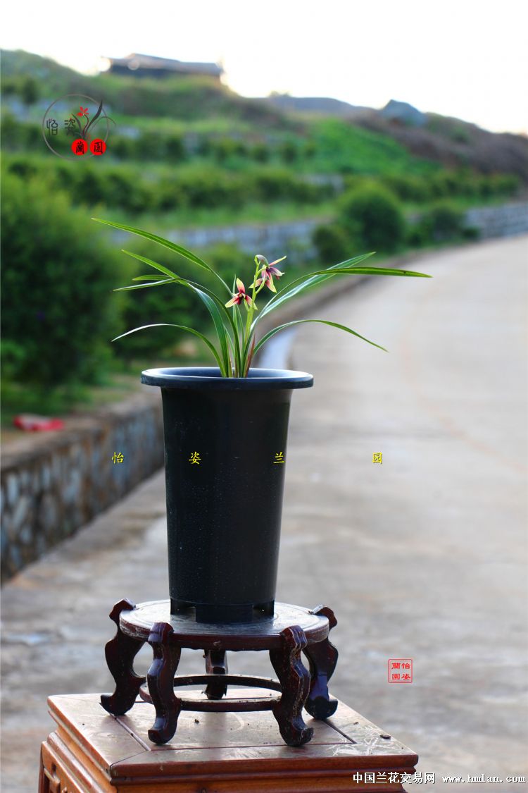 峨眉晨光四季兰品种,四季兰红舌精品欣赏