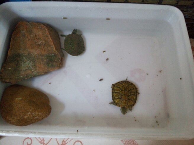 乌龟腐皮老是反复,红茶治疗乌龟腐皮