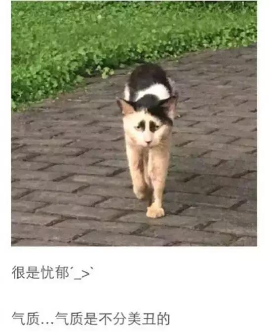 给流浪猫割双眼皮,成都流浪猫手术