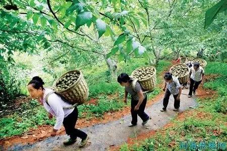 大山里的守望视频,深山里的守望