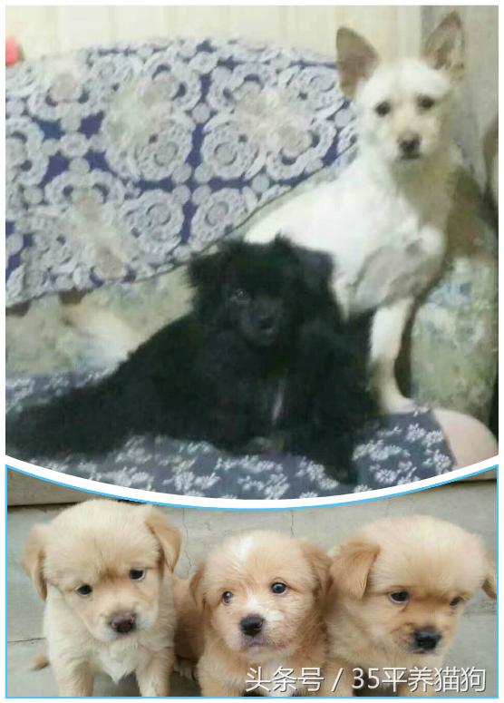 我和我的狗子们：养狗人的心醉幸福二三事儿