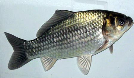 鲫鱼鳃出血症状,鲫鱼鳃出血会全部死亡吗