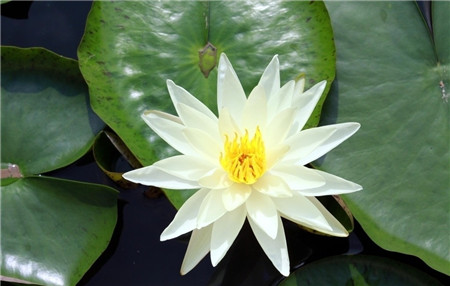 牡丹睡莲品种大全,蓝睡莲不开花