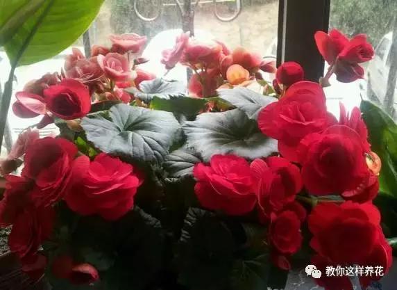 海棠到冬天叶片都掉光了,海棠到夏天就落叶